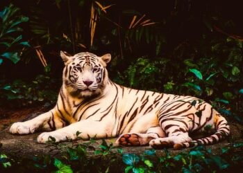 Rare species discovered deep within Cambodian mountains – CNN