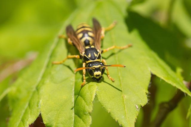 Defensive Strategies for Success against the Yellow Jackets