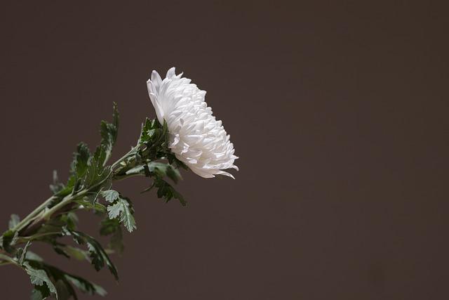 Anticipation Builds for a Historic Farewell: funeral Preparations ⁢Across Beirut