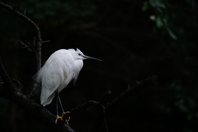 Future Prospects: Strategies for Sustaining Heron Populations Beyond Immediate interventions