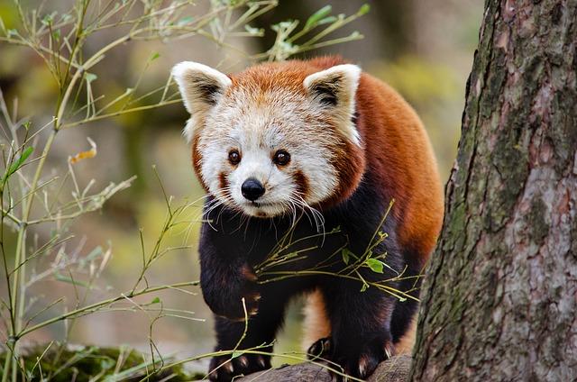 Threats to Red Panda Populations⁣ and their Ecosystems