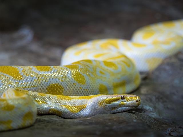 Terrifying Encounter: Residents Confront a 22ft Python in Indonesia