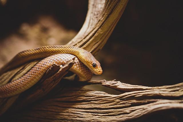 Community Response: how Local Residents Came Together to Evacuate the Snake