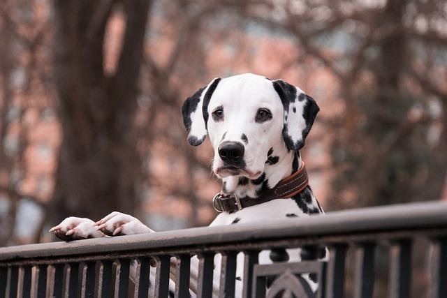 Spotted Dalmatian Flies: A ‍Unique Experience in Singapore Airlines Business Class