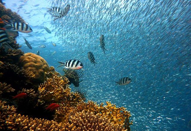 Policy Recommendations: Supporting Sustainable Practices for Artificial Reef Management