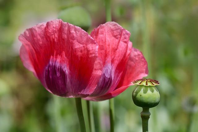 Impact of Opium Trade on Myanmar's Socioeconomic Landscape