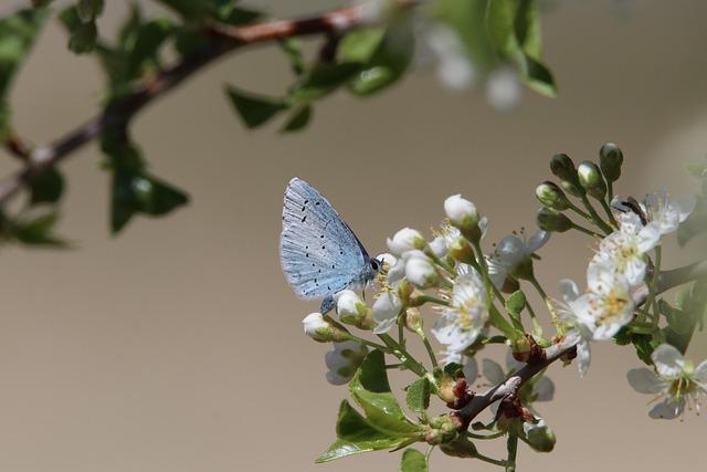 Biodiversity as a Shield Against Ecocide in Palestine