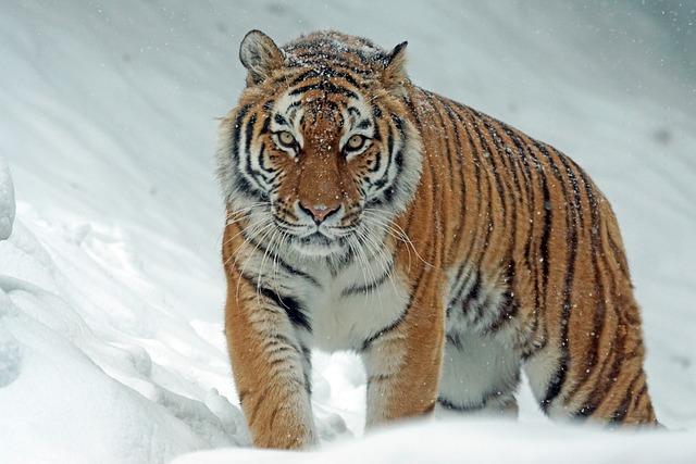 Significance of the US$1 Billion Commitment⁢ for Tiger Conservation