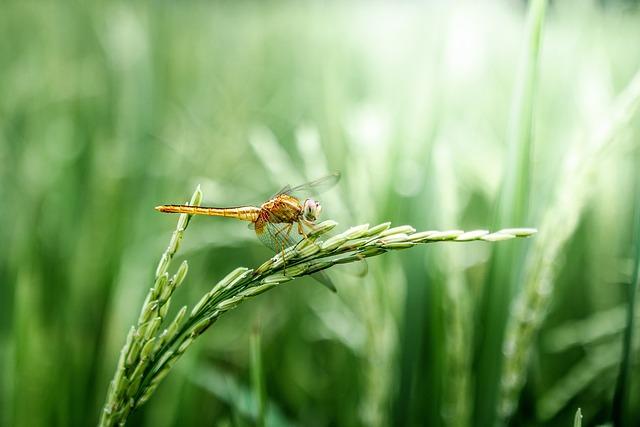 Significance of Hybrid Rice Project for Food Security in Brunei Darussalam