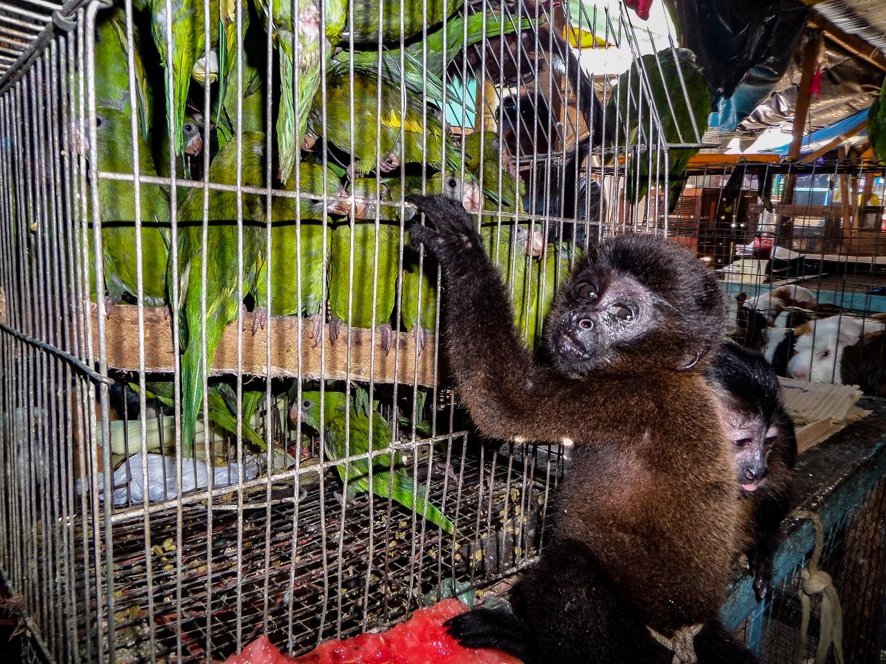 Ethical Implications of Primate Trade in Global Research Facilities