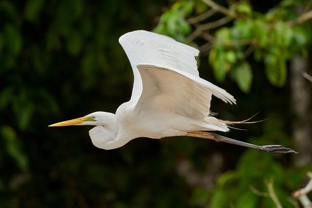 Ecological Meaning of the White-bellied heron and Threats to Its Survival