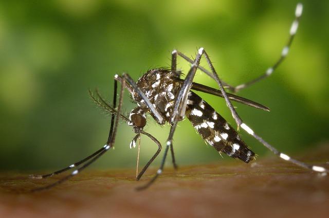 Recommendations for Residents on Preventative Measures Against Mosquito-Borne Diseases