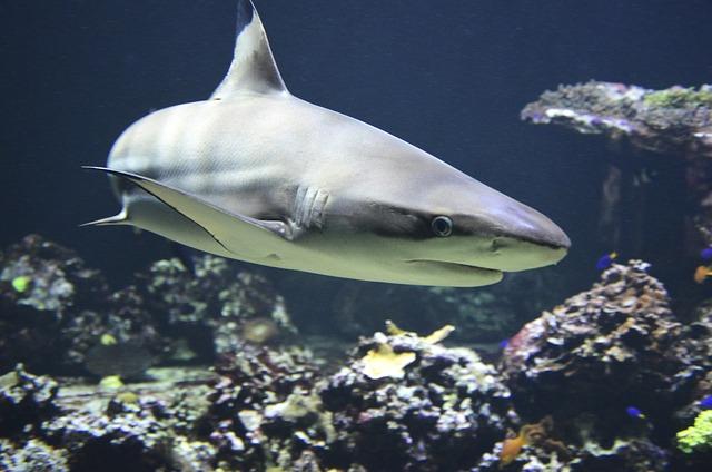 Understanding Shark Behavior: Insights from Marine Biologists