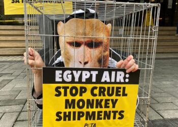 International monitor allows monkey shipments from Cambodia to continue – STAT