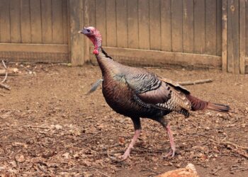 Turkey country profile – BBC.com