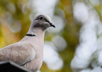 H9N2 avian flu infects 2 more in China – cidrap.umn.edu