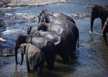 15 of the best things to do in Sri Lanka – Wanderlust Travel Magazine