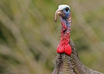 Turkey slashes public investments 15% to rein in inflation – Nikkei Asia