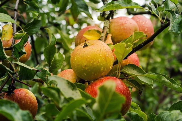 Environmental Considerations in Apples Production Plans in Indonesia