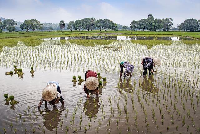 Potential Benefits for Indian Farmers in the Vegetable Oil Sector