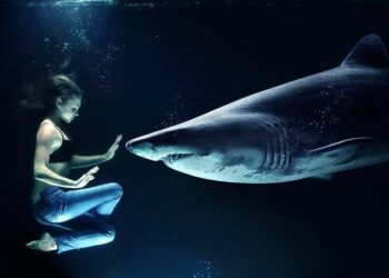 A Guide To Swimming With “Friendly” Sharks In The Maldives To Avoid An Attack Like This Travel Vlogger – NDTV