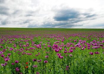 Myanmar remains the world’s leading source of opium and heroin – UNODC