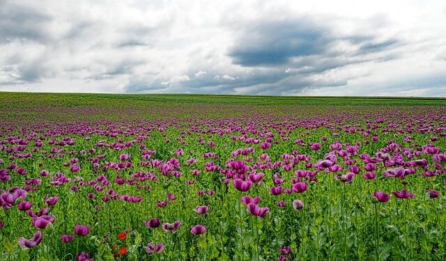 Myanmar remains the world’s leading source of opium and heroin – UNODC