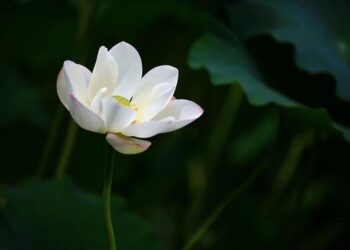‘A little win for us’: Thailand basks in excitement around White Lotus season three – The Guardian