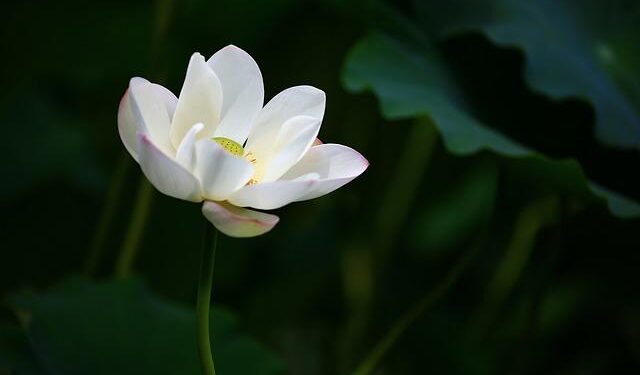 ‘A little win for us’: Thailand basks in excitement around White Lotus season three – The Guardian