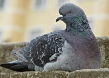 Cambodian man dies from H5N1 avian flu, possibly after eating sick chickens – University of Minnesota Twin Cities
