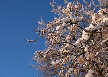 During my MBA, I interned on a hazelnut farm in Bhutan. It taught me that workplace loyalty isn’t only about money. – Business Insider