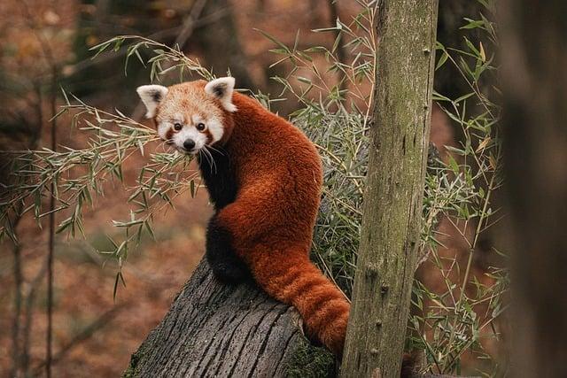 Key Findings of the⁣ National Red Panda Survey​ 2023