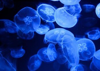 Indonesia promotes Marine Biopharma in healthcare – Theinvestor.vn