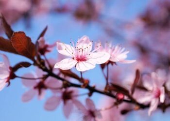 Starbucks Japan adds a new sakura latte to its menu for cherry blossom season – SoraNews24