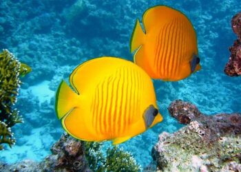 Bleached and broken: how mass tourism is killing Malaysia’s coral paradise – This Week In Asia