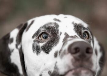 Spotted: Dalmatian Flies On Singapore Airlines Business Class To Japan – Simple Flying