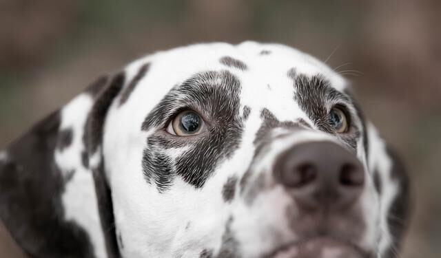 Spotted: Dalmatian Flies On Singapore Airlines Business Class To Japan – Simple Flying