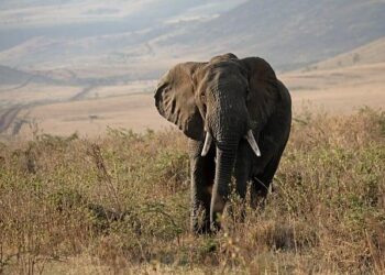 Meet the Partner: Wildlife Science and Conservation Center of Mongolia – BirdLife International