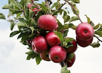 Apple expands India manufacturing – Financial Times