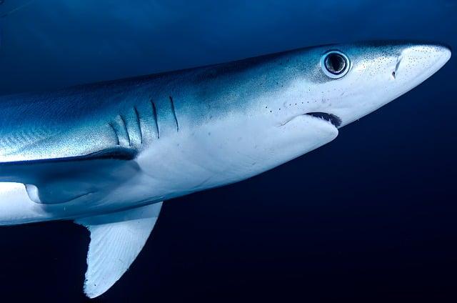 best Locations: Where to Encounter Sharks in the maldives