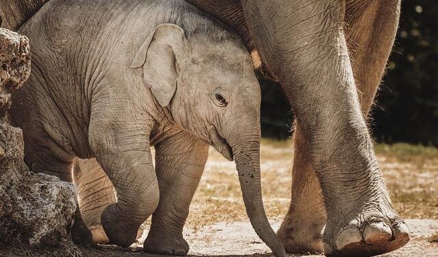 Six elephants dead after being struck by train in Sri Lanka – BBC.com