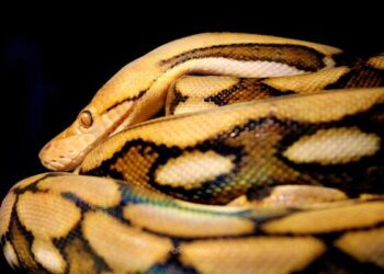 Good Samaritans wrestle huge reticulated python holding up traffic in Thailand – Yahoo News Canada