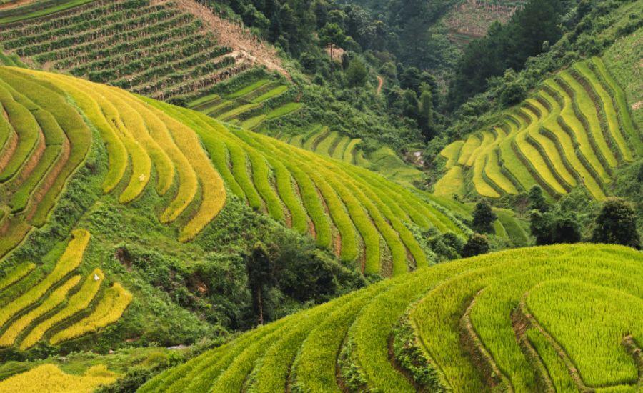 Vietnam Agricultural Trends in September 2024