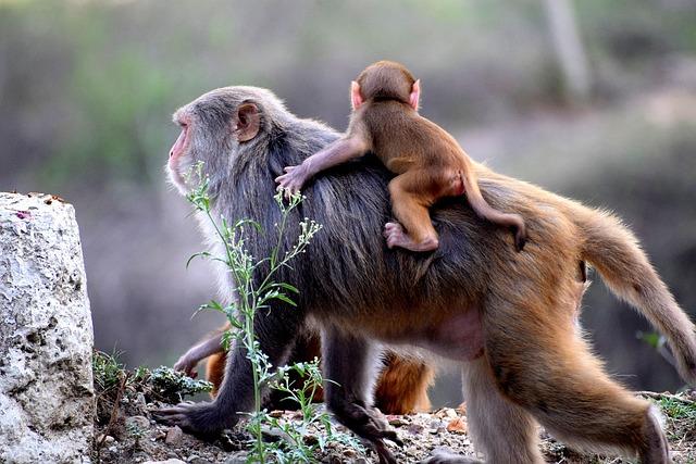 Monkey Causes Nationwide Power Outage in Sri Lanka