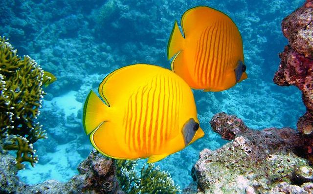 The Ecological Importance of Artificial reefs in Cyprus: A closer Look at Marine Biodiversity