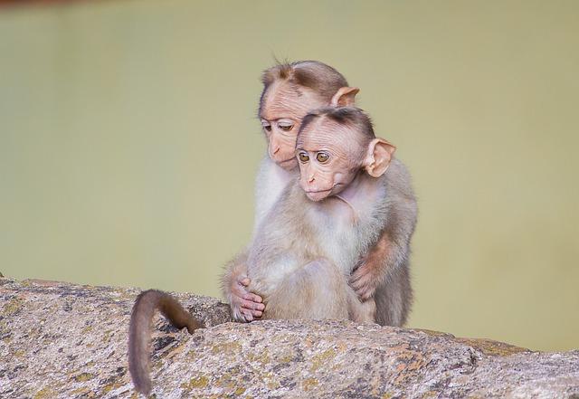 Monkey blamed for nationwide blackout as Sri Lanka scrambles to restore power - CNN