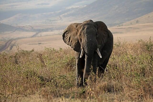 Conservation Strategies Needed to Protect Endangered Elephant Populations