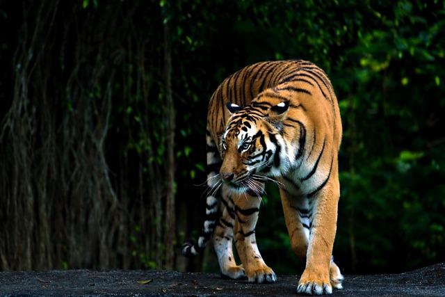 Engaging Local Communities in Sustainable Tiger Conservation ‌Initiatives