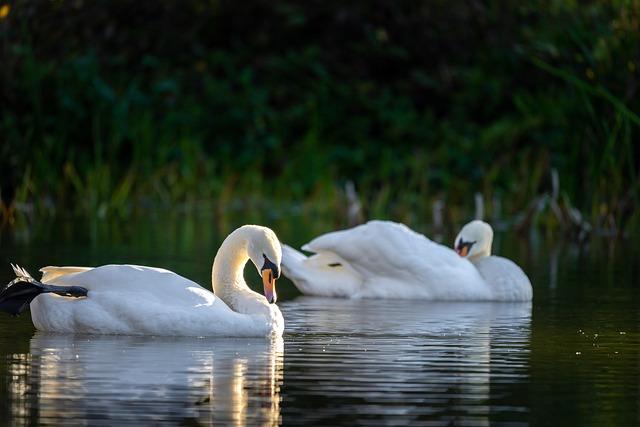 Examining the Impact of Railways on Wildlife in the Region