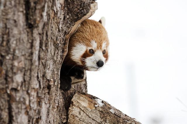 Bhutan Completes Landmark red Panda Population Survey in Collaboration with World Wildlife Fund